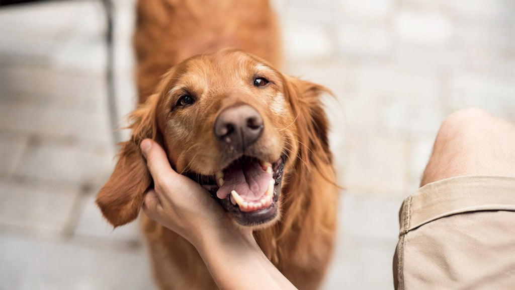 Top 5 Signs Your Pet Is Trying to Tell You Something